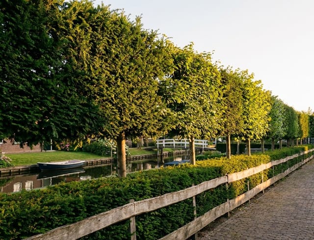 Leibomen snoeien: wanneer en hoe je elke soort in vorm houdt