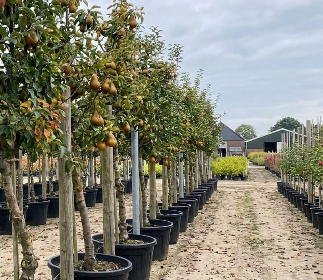 De voordelen van bomen planten in de nazomer
