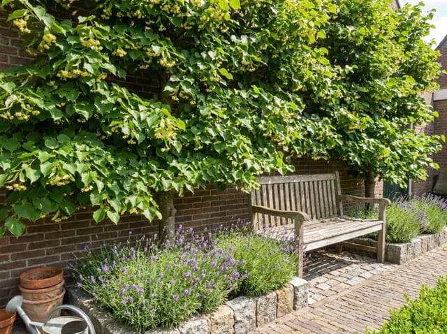 Leilinde: alles over de koningslinde als leiboom, door het hele jaar